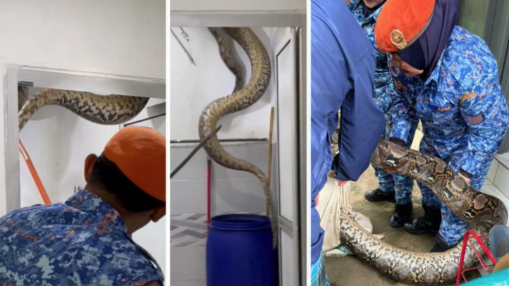 極度恐怖60公斤大蟒蛇侵民居 壓破浴室假天花從天而降(有片)