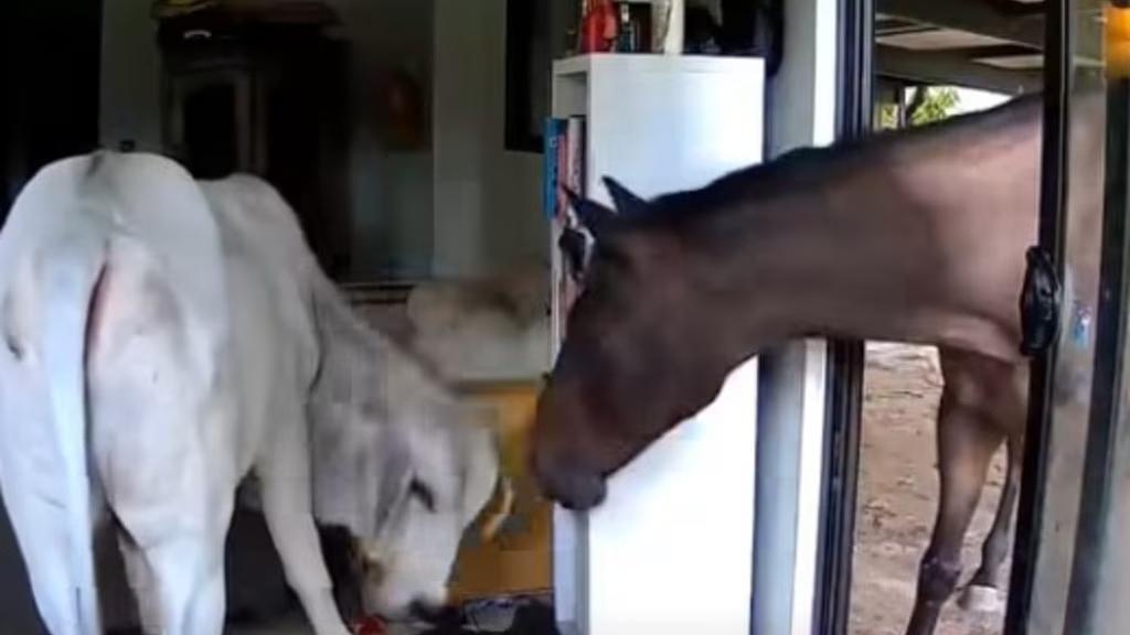 主人出外用餐狗狗打開客廳門 引馬牛入室(有片)