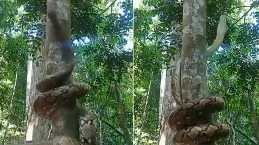 蟒蛇快速捲尾爬樹曝光　網民：解鎖新恐懼(有片)