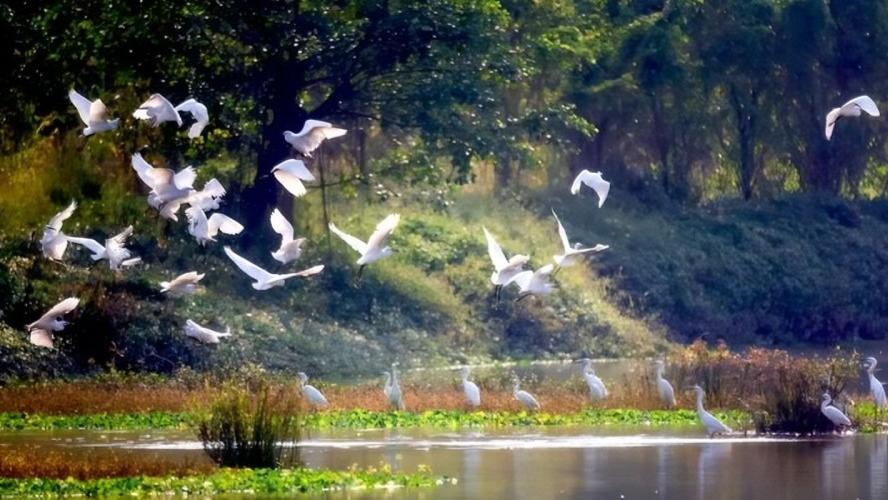 廣東國家級保育動物｜深圳內伶仃島獼猴密度全球最高 江門小鳥天堂樹鳥相依