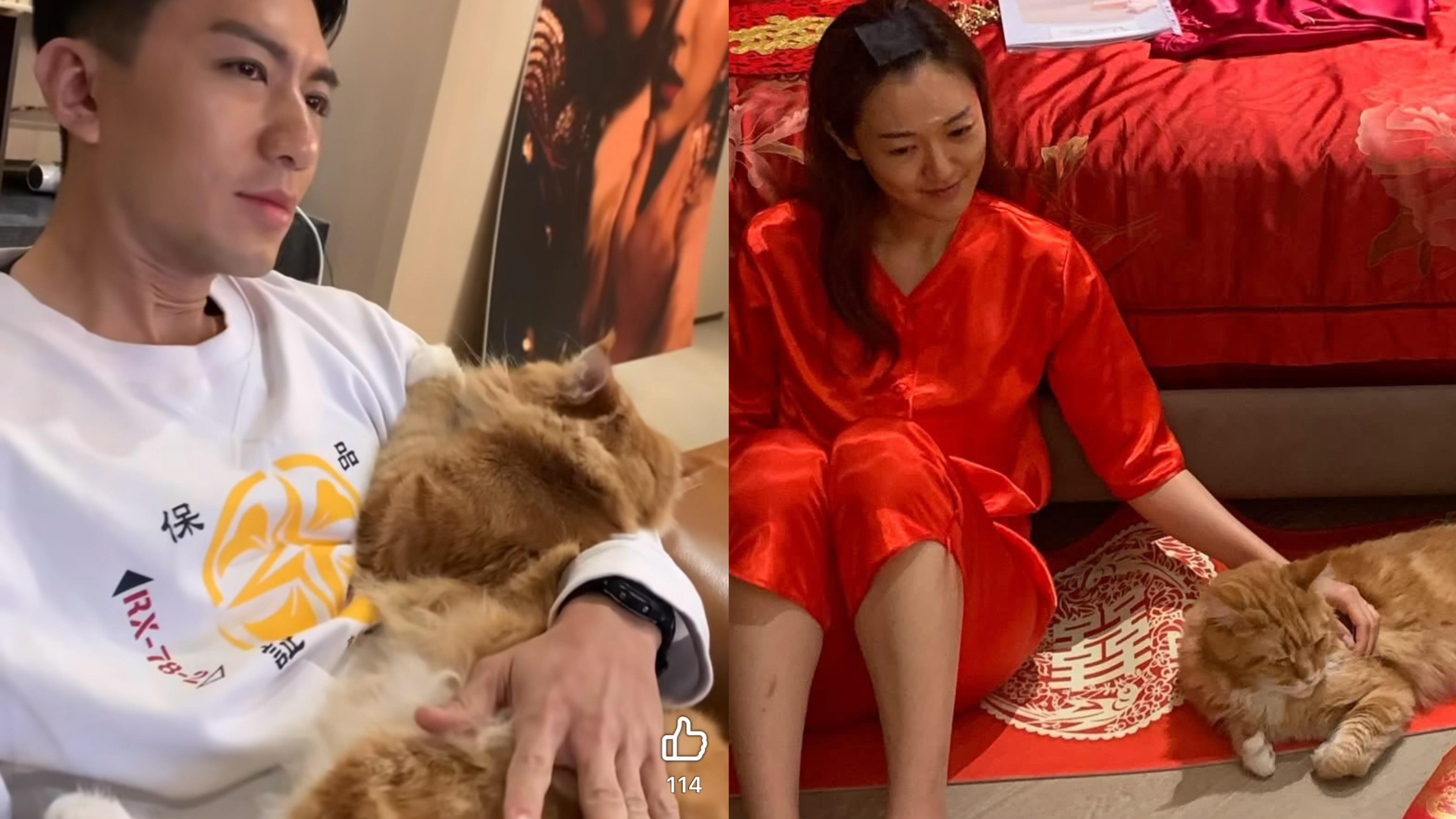 袁偉豪張寶兒愛貓離世 痛哭未有好好珍惜相處時光