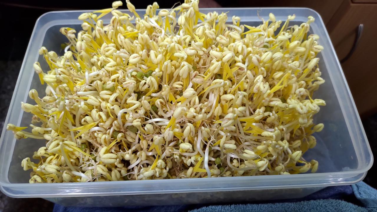 綠豆芽、大豆芽熱量都偏低，100公克皆不到50大卡，對想減肥或體態管理的人來說，都是高CP值的蔬菜選擇。