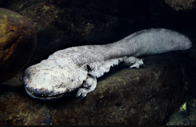 海洋公園公布，園內有雌性娃娃魚接受安樂死。圖為娃娃魚。（海洋公園資料圖片）
