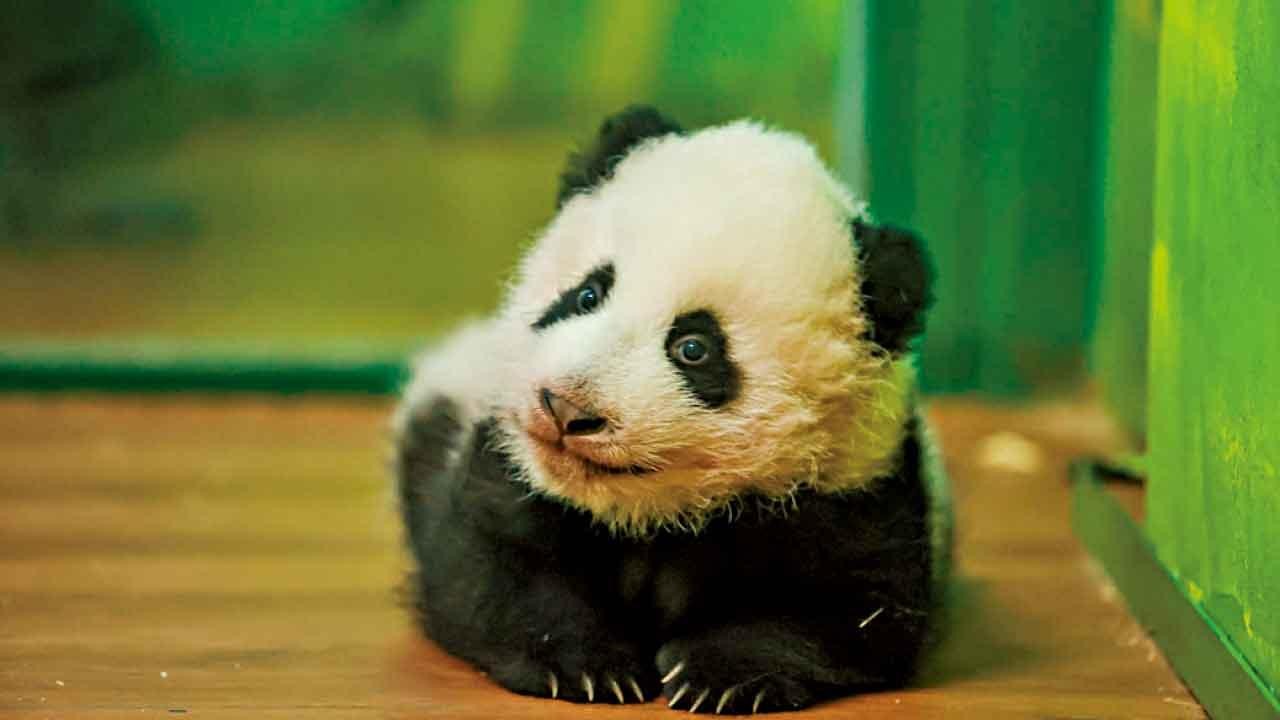 妹豬萌爆廣州！親子必住「妹豬家庭房」暢玩廣州長隆三園＋觀賞大馬戲