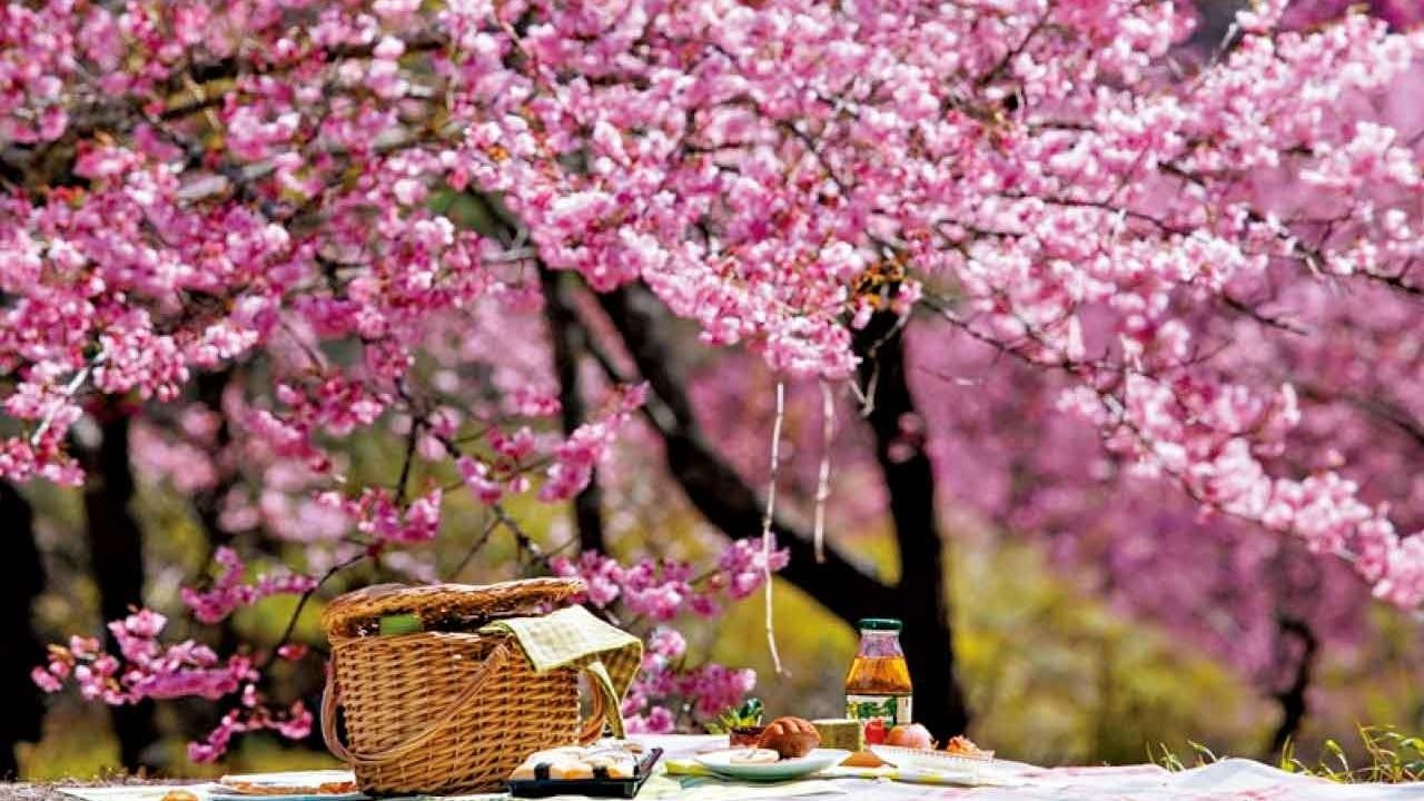 2026武陵農場櫻花季 棲蘭達觀三日．北橫賞櫻勝地