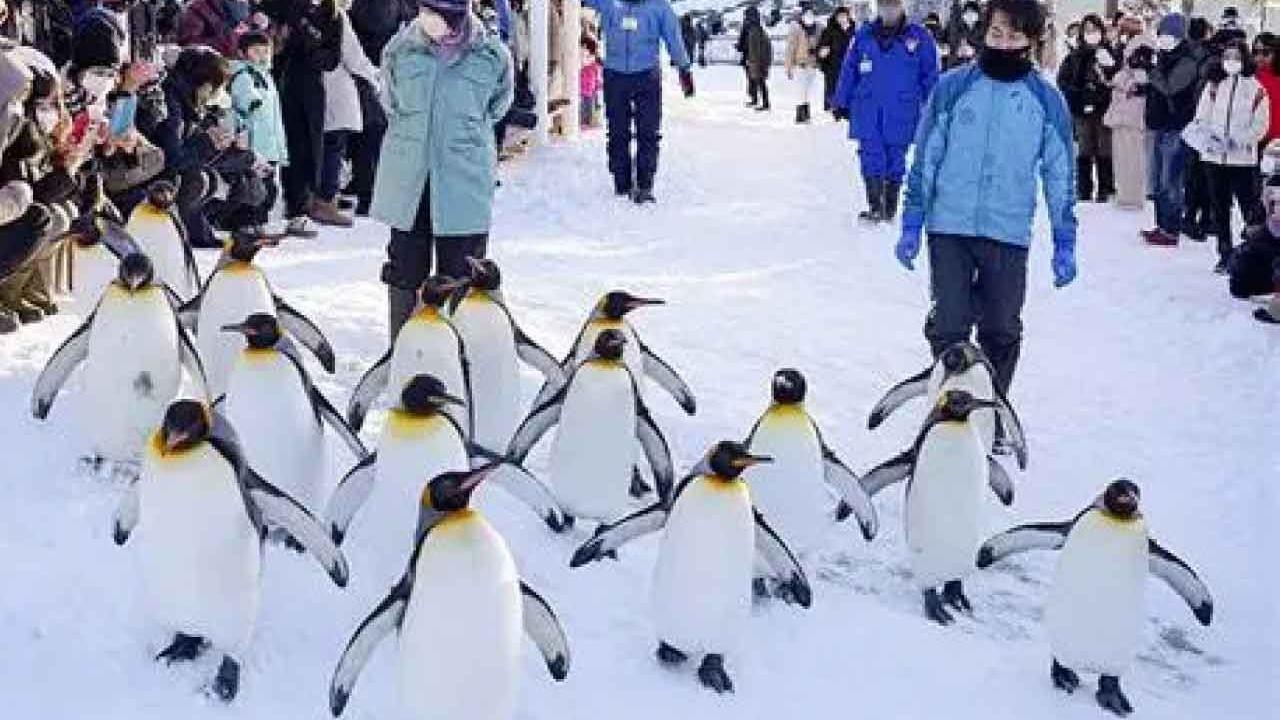 穿越亞洲雪國 7天帶大家遊走日本遺珠