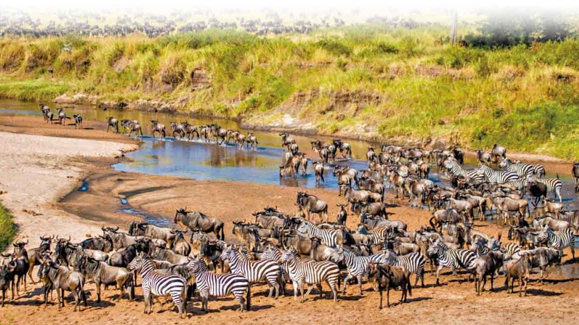 東非野原獵奇 10天走進非洲草原探索生命的原始律動