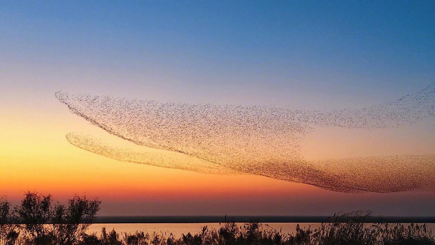 山東東營黃河口驚現「鳥浪化鯤」奇觀。（圖／翻攝微博）