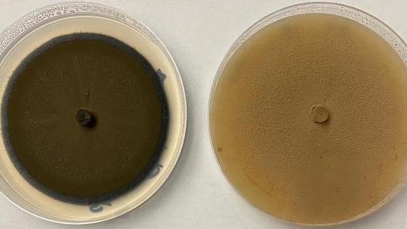 左為枝孢黴（圖／Bland et al., Scientific Reports 2022）