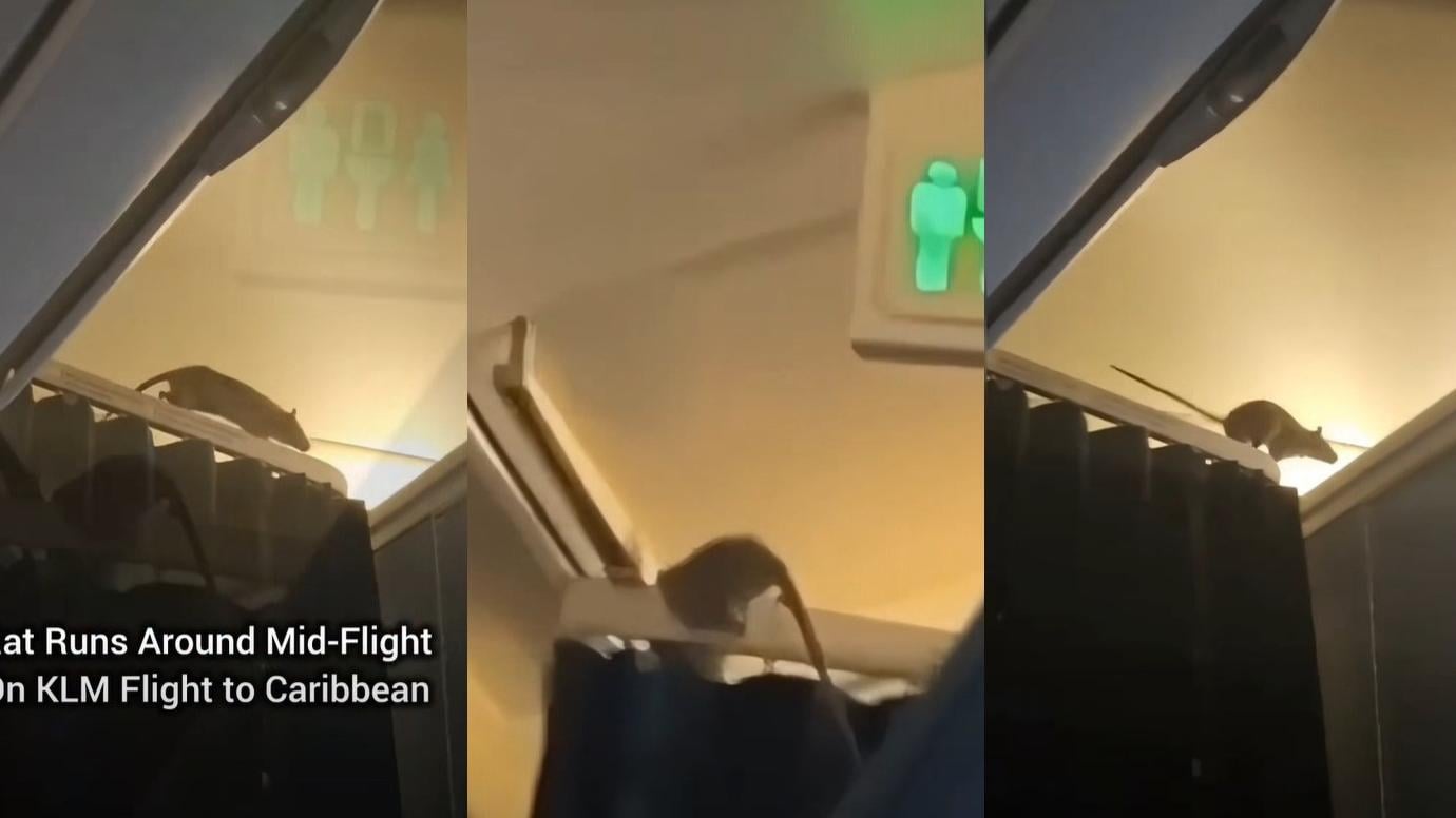 左至右：老鼠在布簾桿上來回走動，一時爬到行李櫃外，之後又跳到空服員儲物櫃上方。(互聯網)