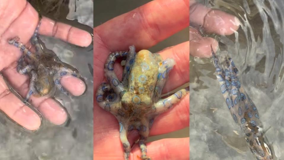 麥康奈爾在菲律賓海邊發現一隻Q版小章魚，拿在手中把玩。(互聯網)