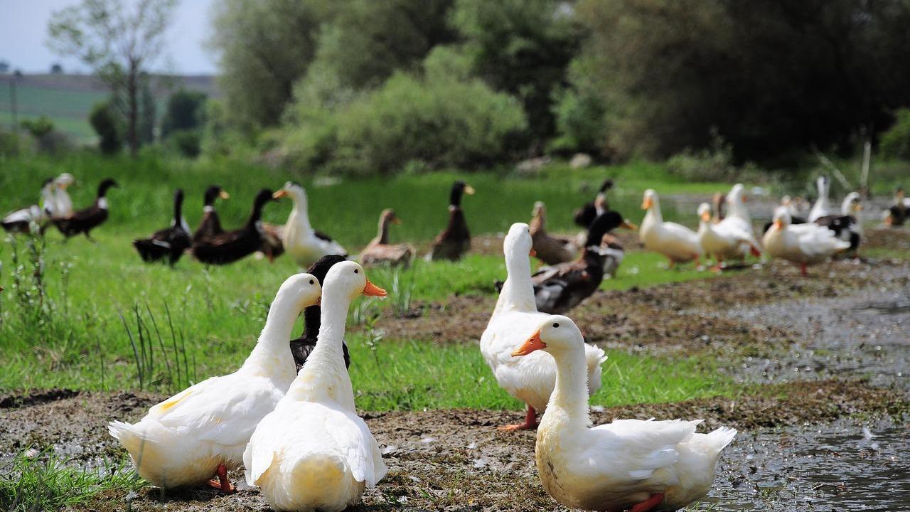 印度研究顯示，一旦禽流感開始人傳人，只要確診超過10宗，疫情就難以控制。（示意圖／PIXABAY）