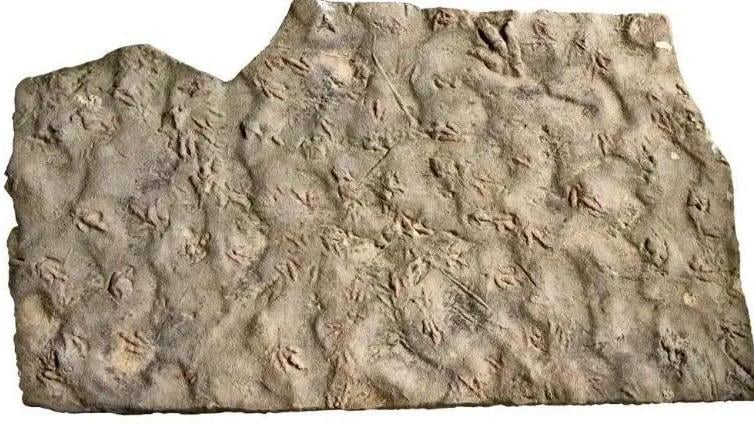 獸腳類足跡石板。（圖／翻攝《北京日報》）
