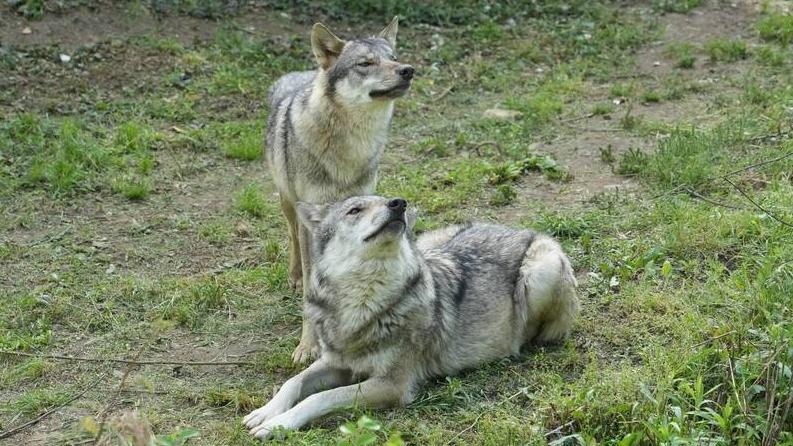 東京都日野市多摩動物園飼養的兩隻狼。(互聯網)