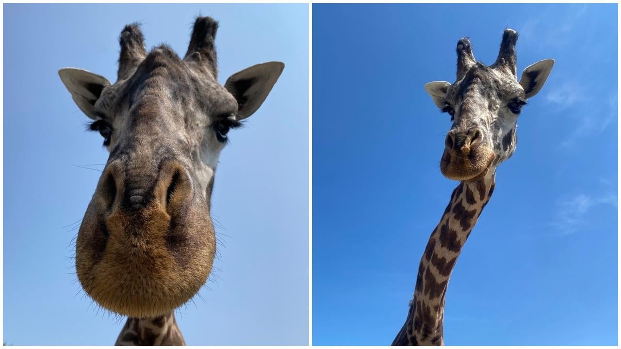 明星長頸鹿因好奇慘遭門夾死，無緣見將出世的孩子。(FB)