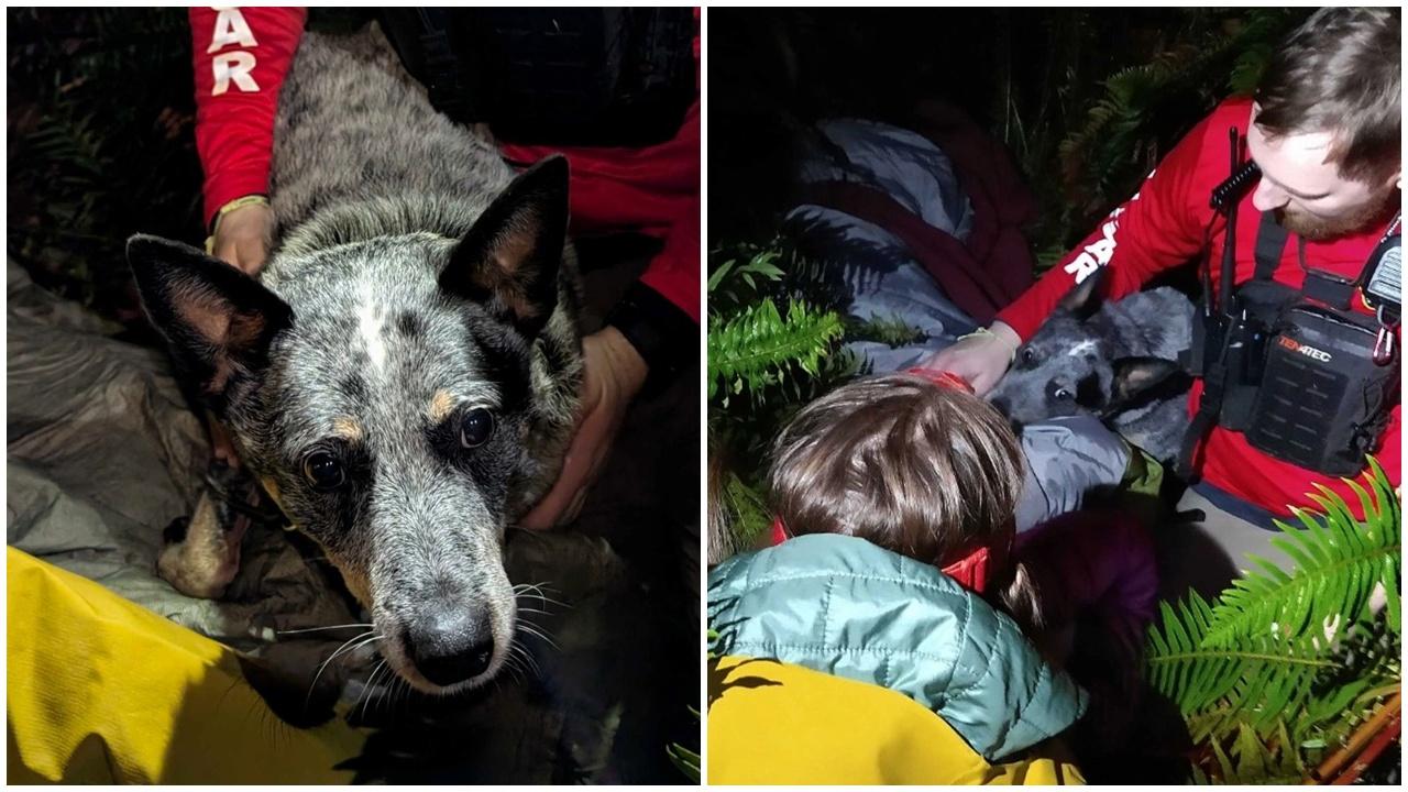 八旬失智婦受困山區氣溫近零度，愛犬堅守身旁發聲求援。(FB)