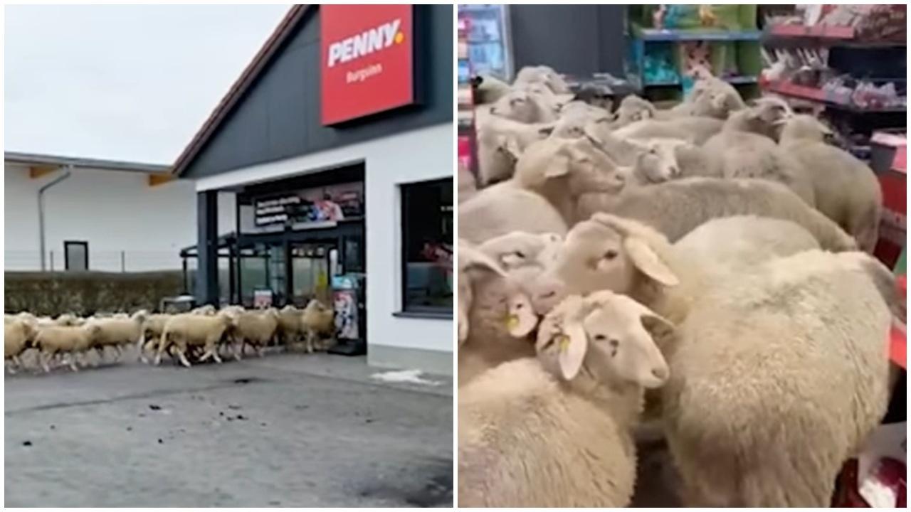 綿羊大軍離奇湧入超巿，堅掃貨兼留一地便便。(YouTube)