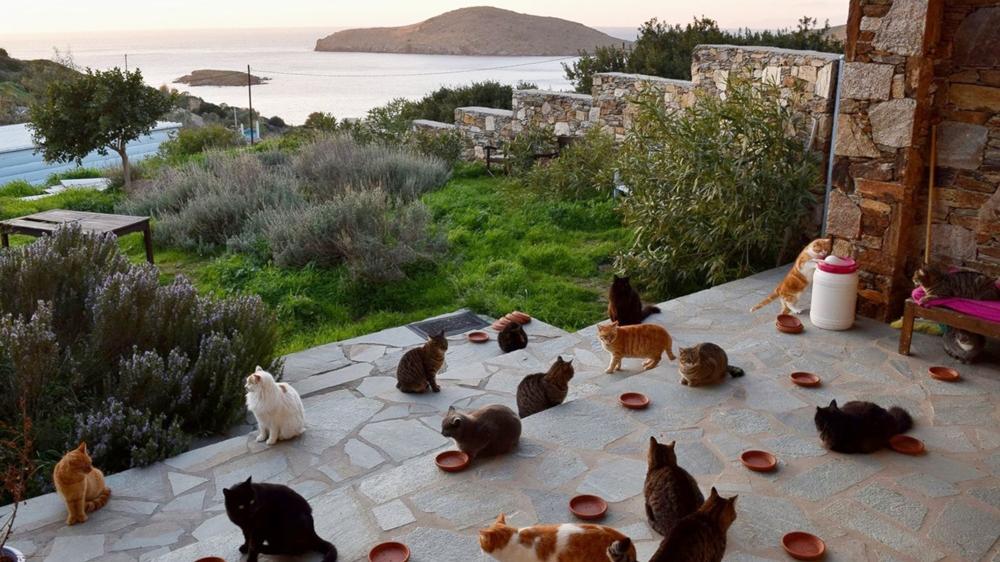 希臘小島招義工貓奴，免費住宿全職服侍3000主子。(網上圖片)