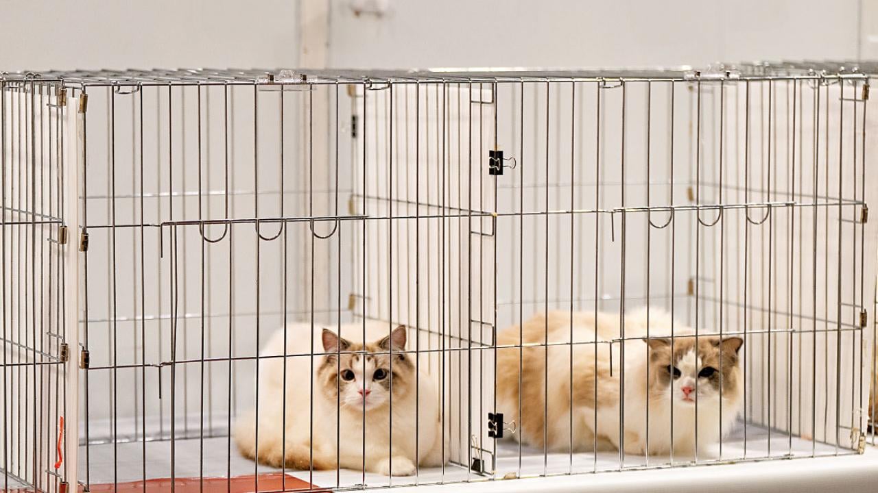 愛寵有病 錢包喊救命 調查：近半寵主零儲蓄 低估醫療費逾五成