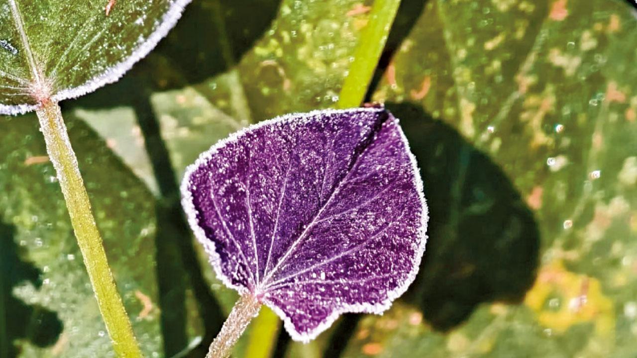 大埔粉嶺昨晨多處結霜 新界今早或更冷