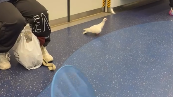 港鐵近日有一隻白鴿飛進車廂，嚇得乘客尖叫逃走(Threads影片截圖)