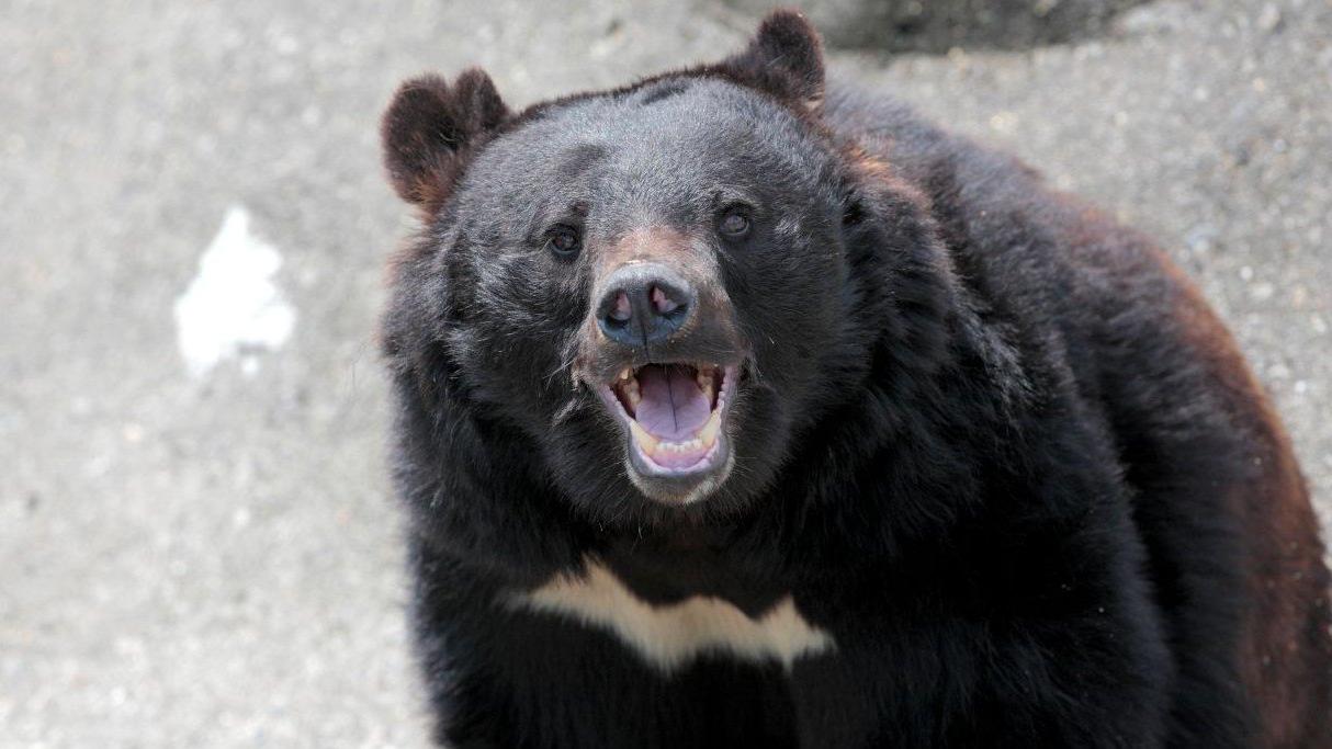日本出沒的亞洲黑熊。(網上圖片)