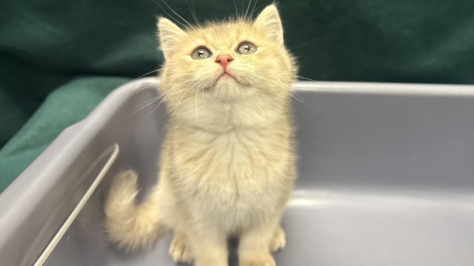 男子懷疑非法進口貓隻。