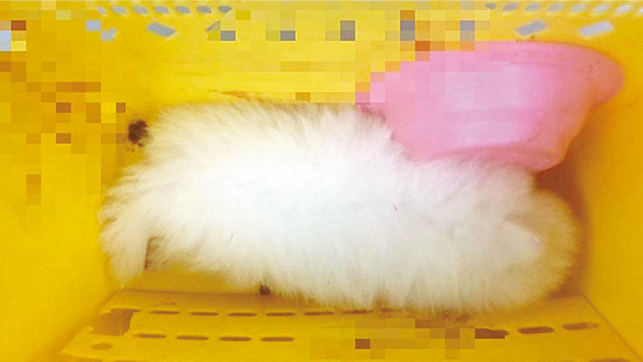 地勤拒寄艙 台男怒摔狗籠幼犬慘死