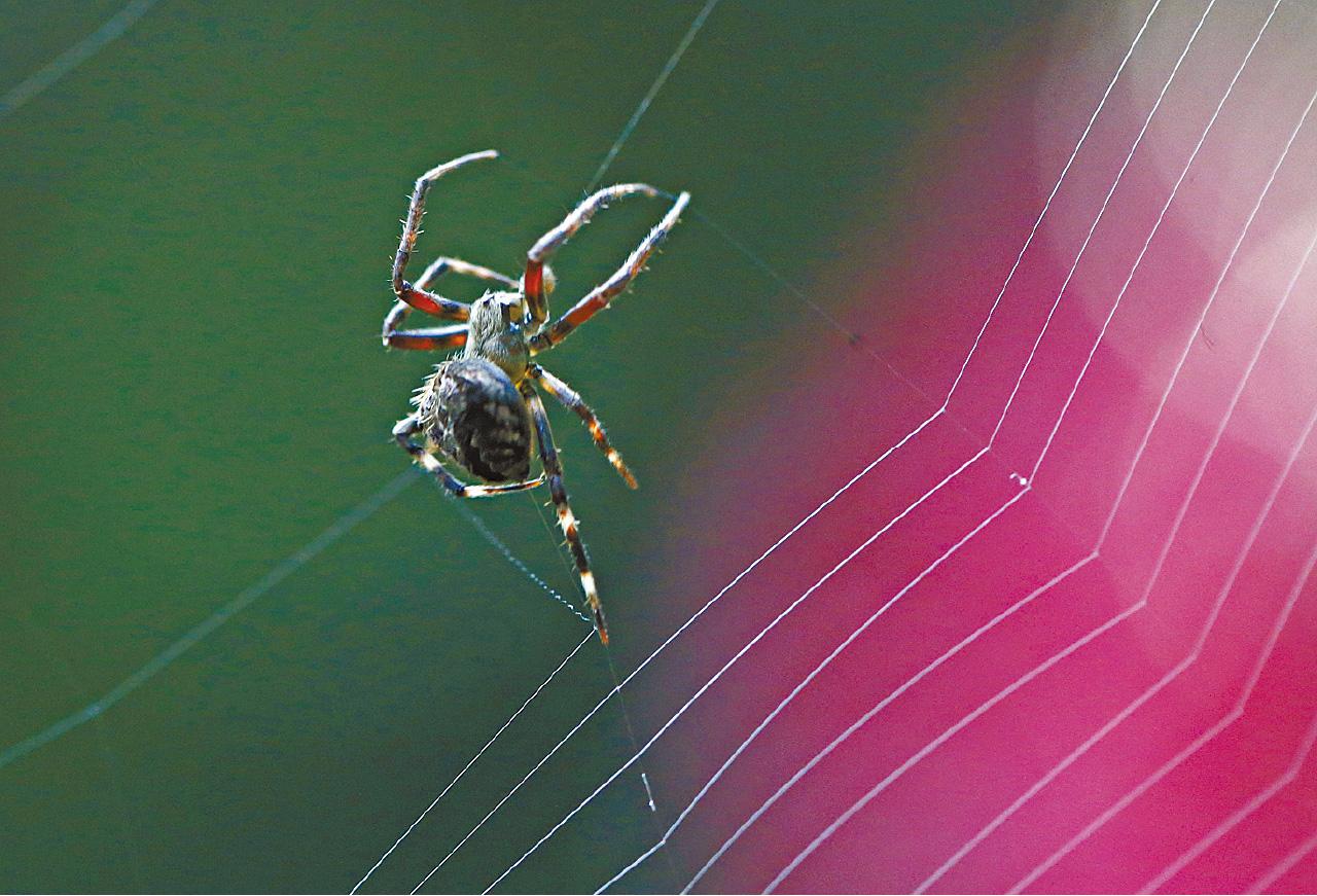 [VISUAL]天羅地網