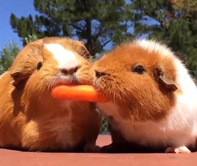 搶食胡蘿蔔 葵鼠如玩「推手」(有片)