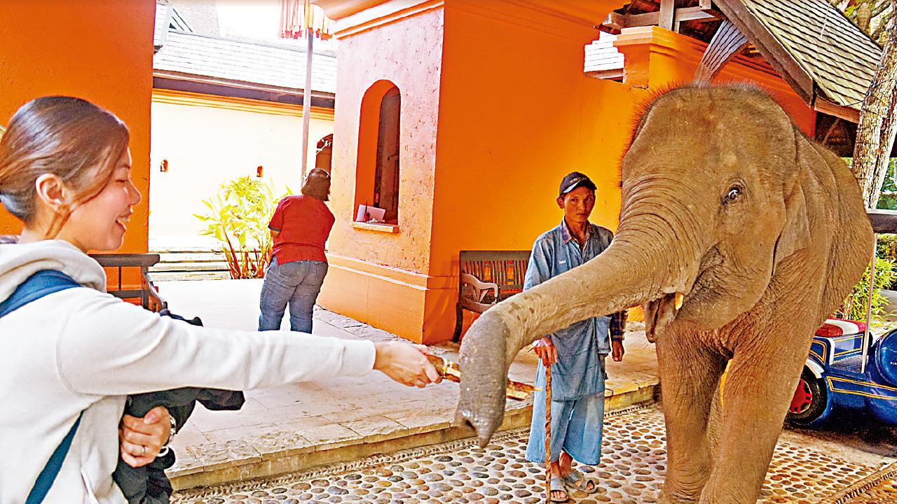 金三角與象同行(上)