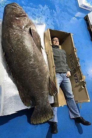 大魚奇緣 422磅重石斑王