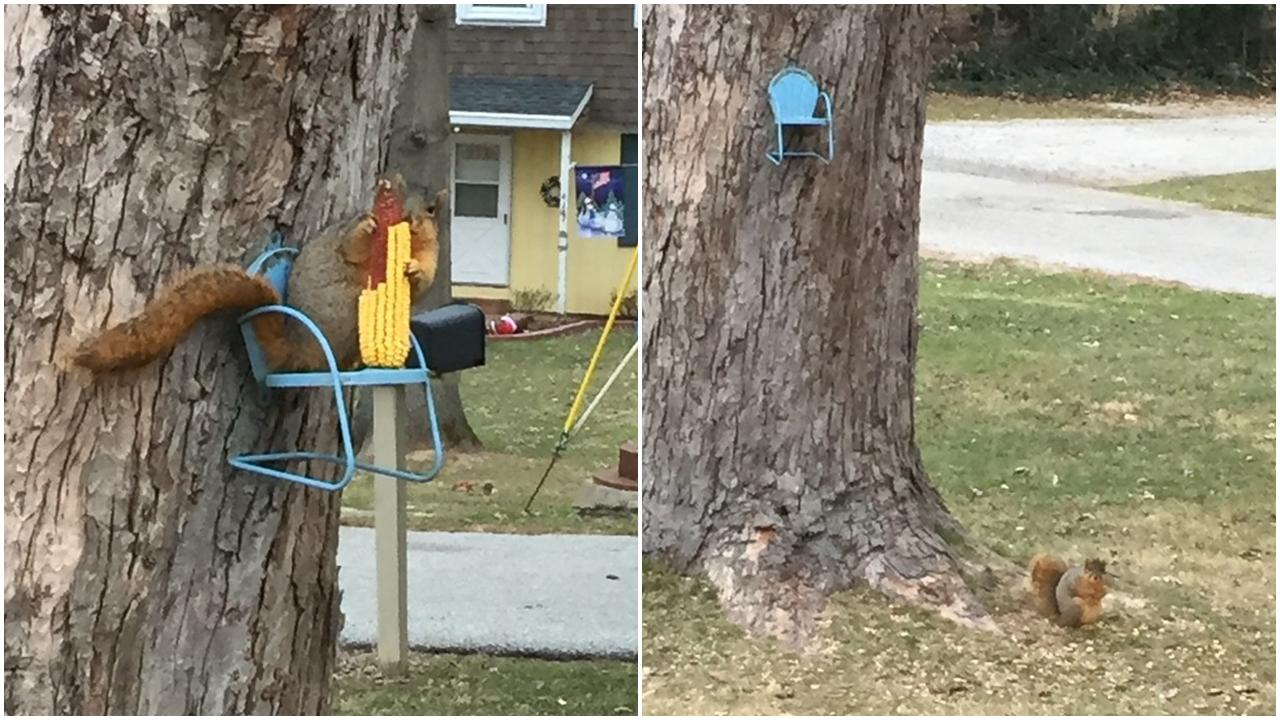 松鼠樹上凳仔嘆粟米 但卻愈來愈肥……