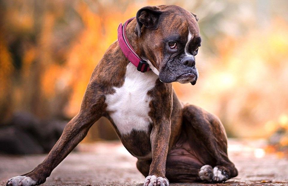 表情狗八情上面