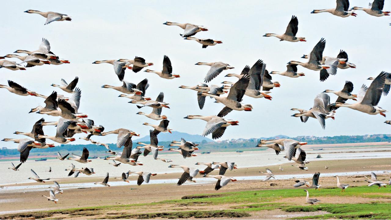 鄱陽湖建閘或破壞生態  官員指候鳥適者生存