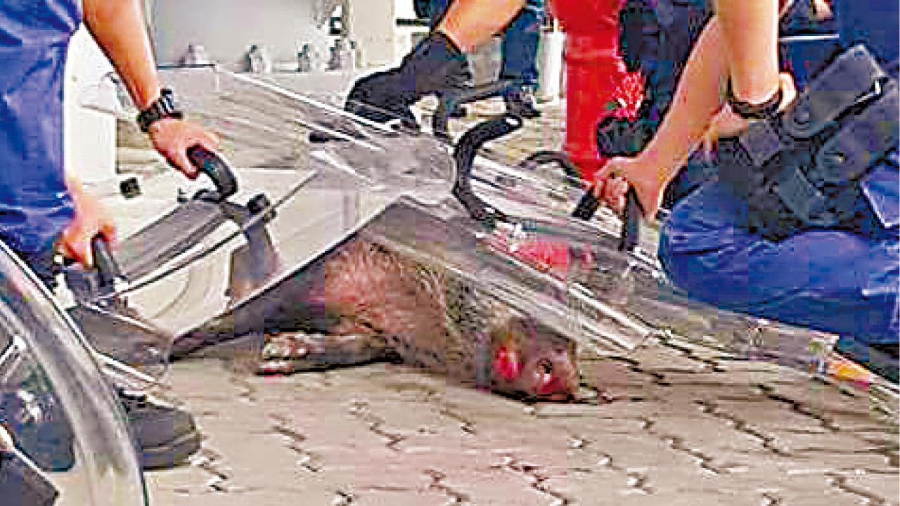 兩野豬闖機場禁區一被捕一跳海逃逸