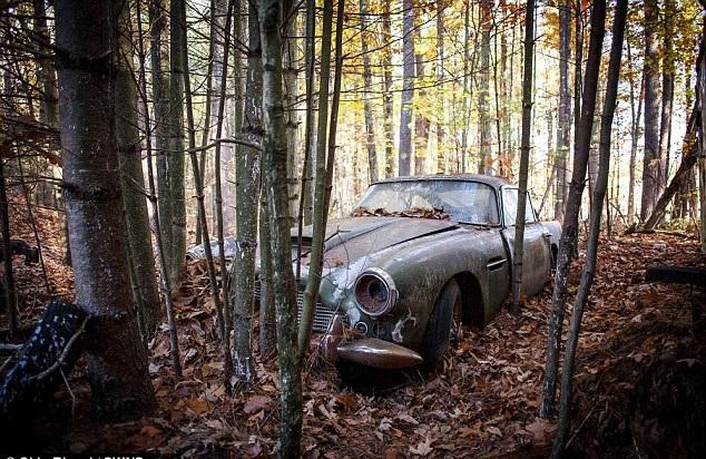 棄樹林半世紀 廢鐵值388萬 