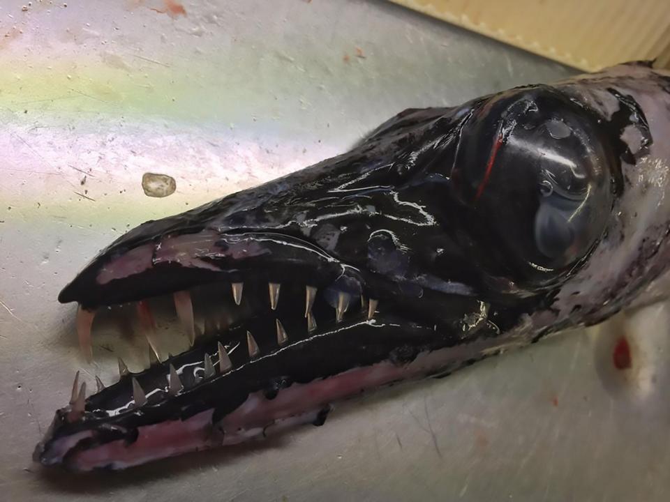 又幾似！漁民捉到深海「異形」