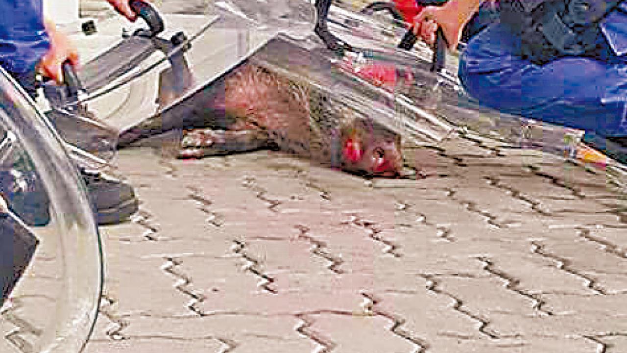 闖停機坪野豬女 漁護署當晚人道毀滅