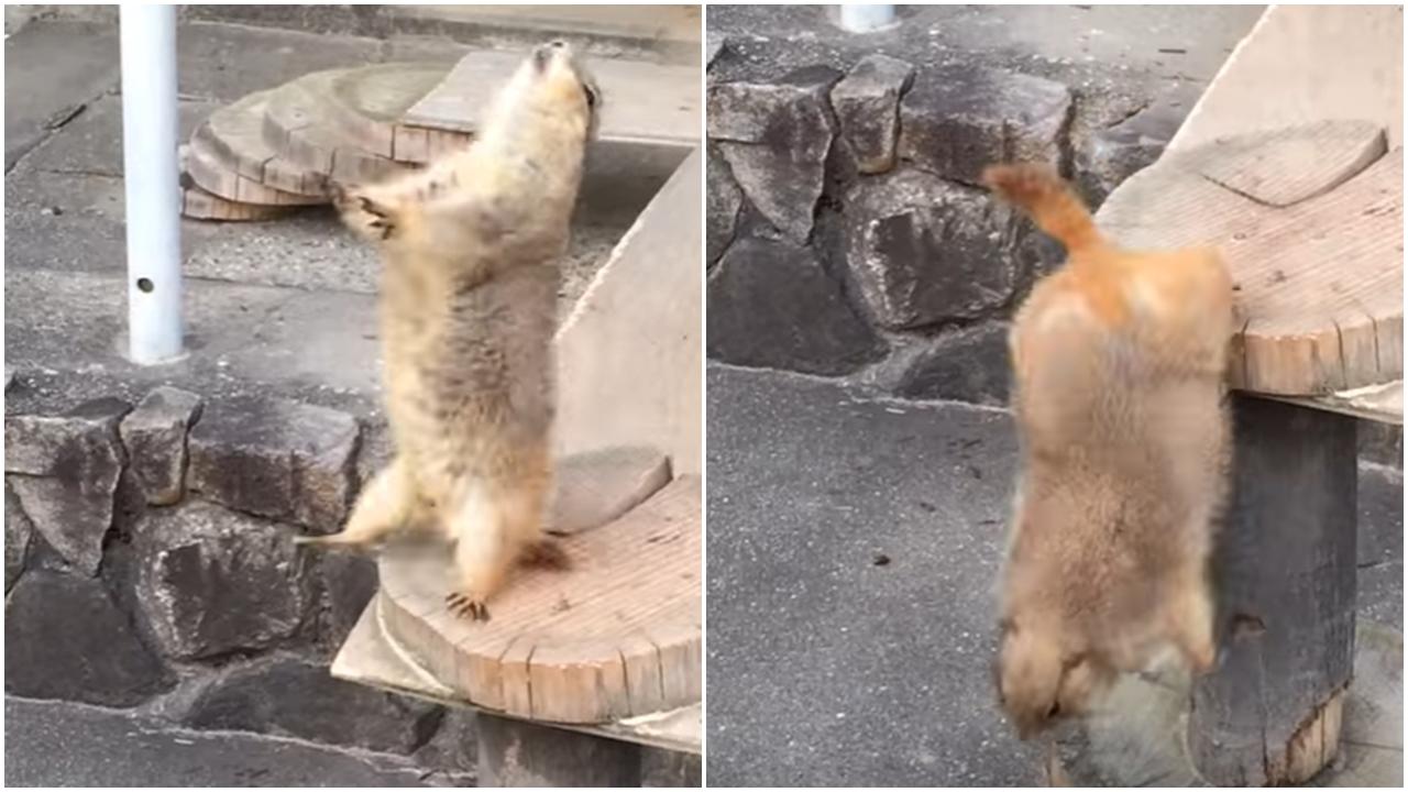 打個噴嚏嚇到地鼠彈起 (有片)