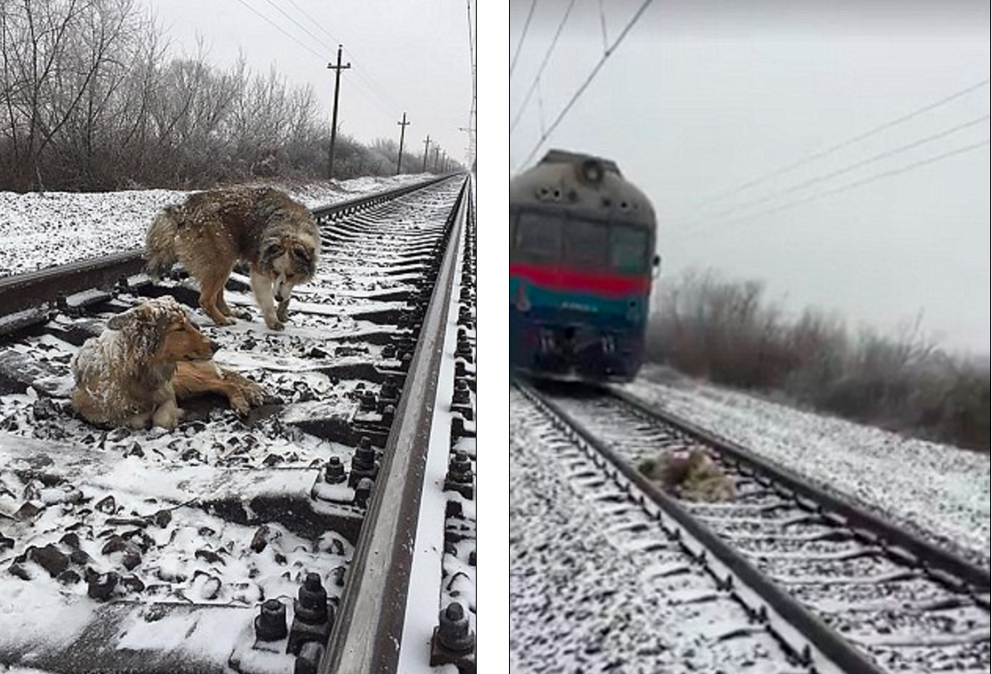 情義犬軌下護友兩天(有片)