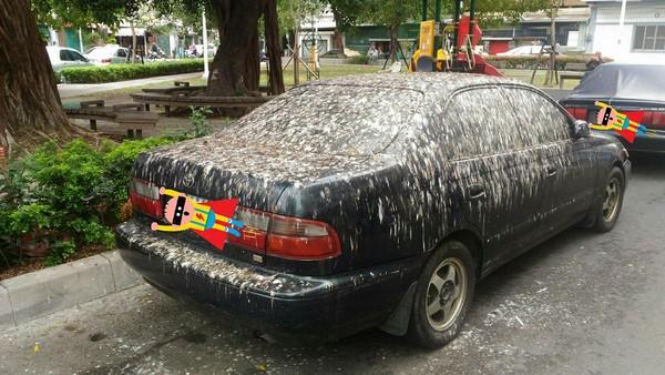 樹蔭底泊車中伏 高雄私家車被雀屎淹沒