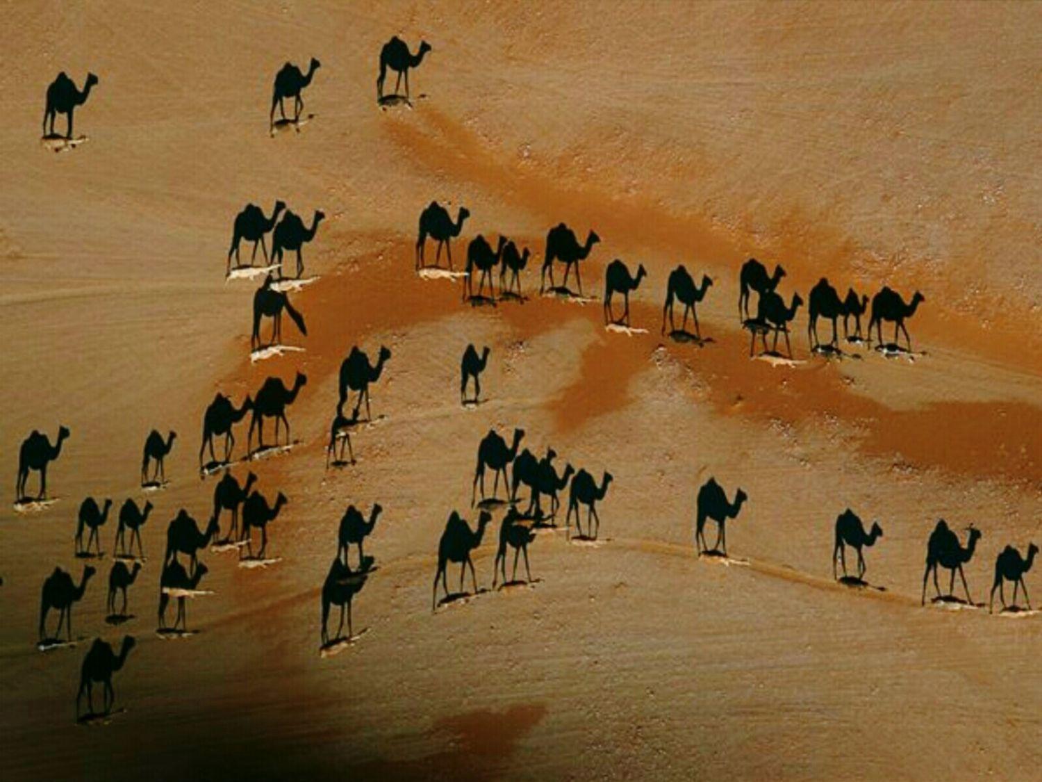 駱駝走過沙漠相瘋傳 皆因唔係咁簡單……