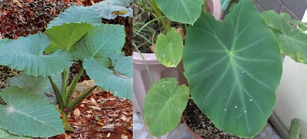 台行政院發言人誤食毒菜 食藥署發文教分辨