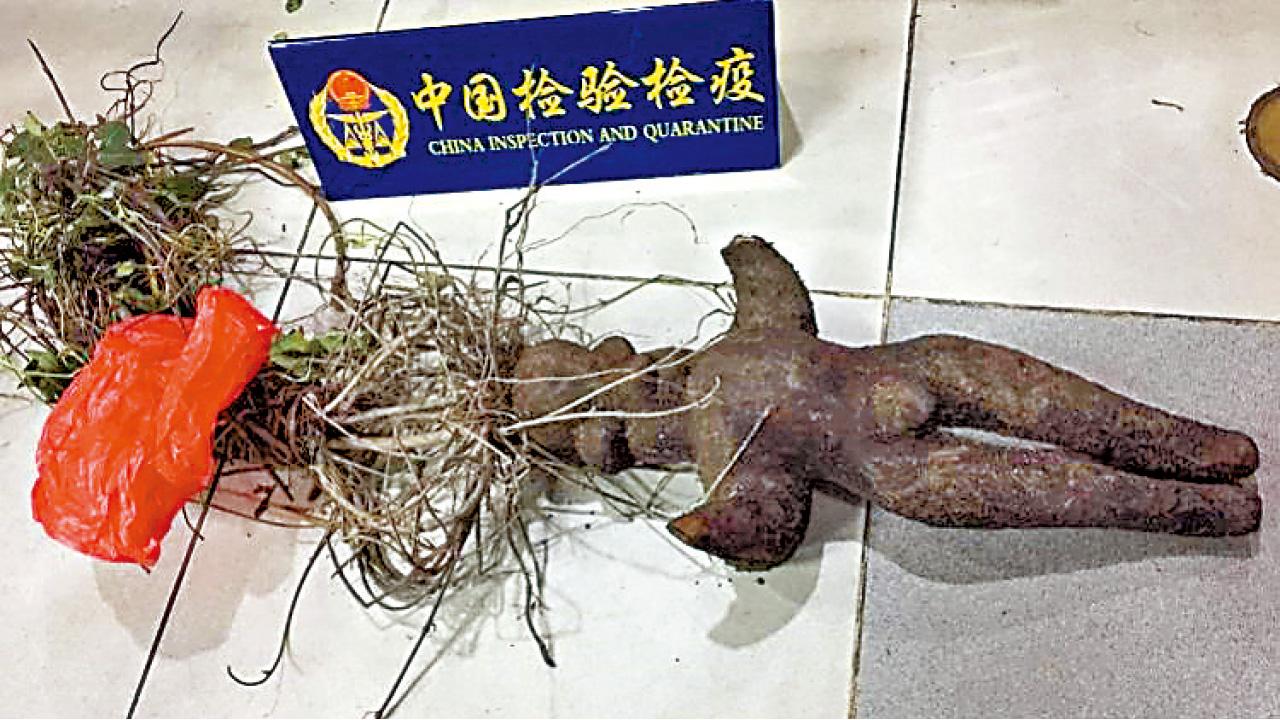 旅客澳門買人形何首烏 過拱北關被截查始知假貨