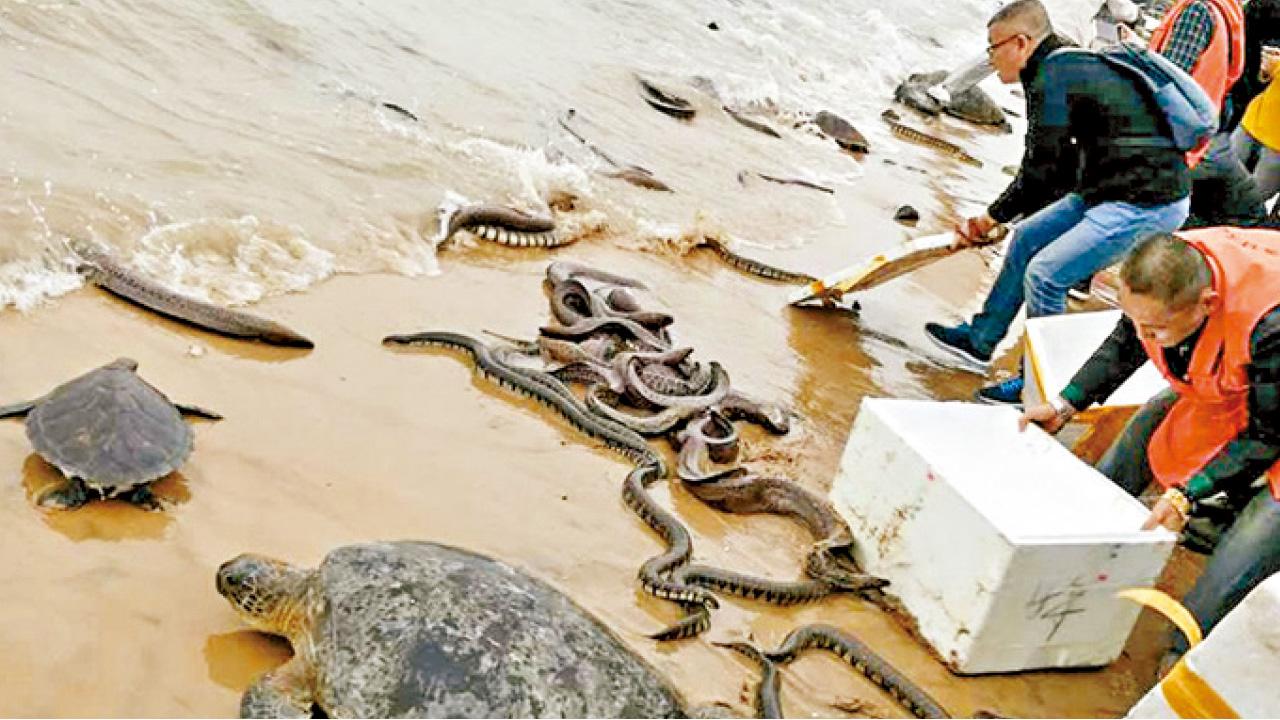 海口沙灘放生蛇 消防連夜捕捉