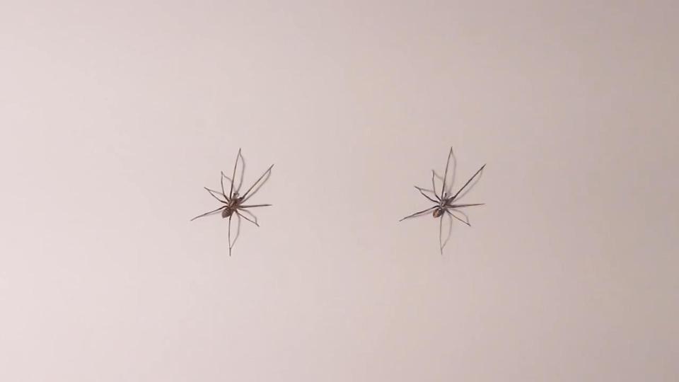 難分真假 超逼真動物畫作(有片)