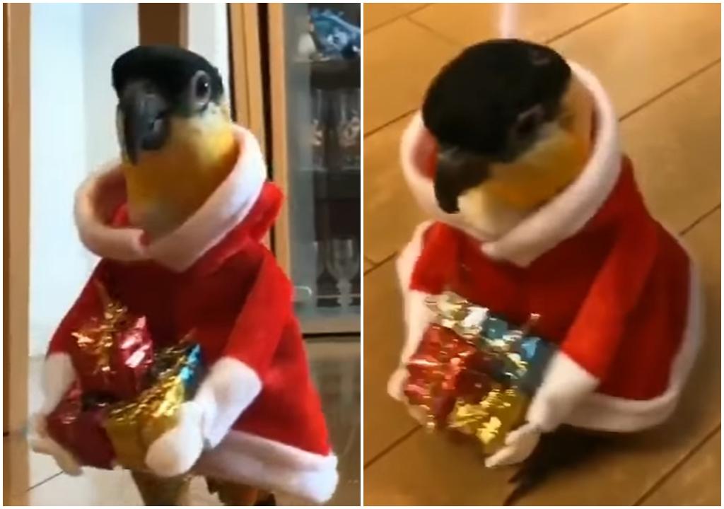 聖誕老雀通屋派禮物 (有片)