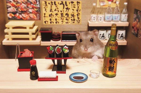 倉鼠版「深夜食堂」 居酒屋夜聊人生大道理