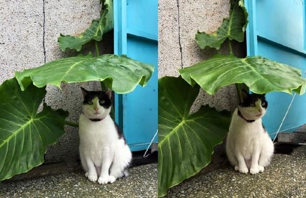 貓咪躲樹葉下避雨 網民驚呼「龍貓呀」